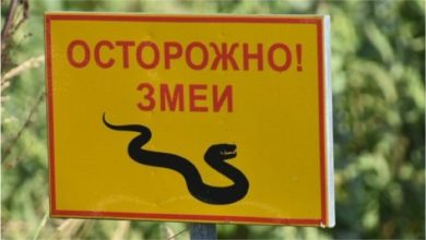 для сайта картинки